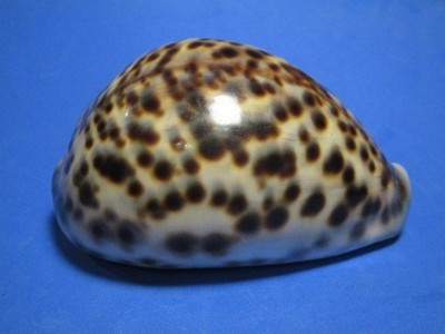 Cypraea tigris LINNAEUS,1758 ''GIANT!''  (107.6mm)
