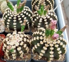 Gymnocalycium friedrichii  -Agua Dulce-  Select form 20 seds harvest 2024