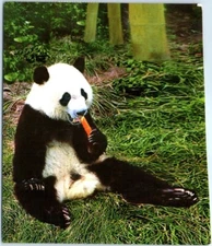 Postcard - Giant Panda