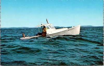 Lobstering Maine Fishing Boat Dog Lobster Traps Eastern Postcard