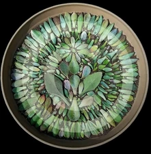 10 Live Succulent Mixed  Leaf Lot Plants Easy Care Low Maintenance Indoor