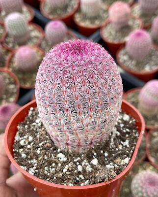 Echinocereus Rigidissimus, 'Rainbow Hedge', Comes in a 4'' Pot