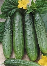 Cucumber seeds Phoenix Plus F1,  1g Cucumber, organic rare seeds-431