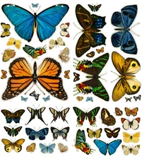 Vinyl Wall Stickers/VINTAGE BUTTERFLIES AND MOTHS/Waterproof, Outdoor, Wall-Safe