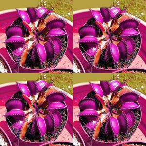 50pcs Purple Venus Fly Trap Seeds Dionaea Muscipula Bonsai Carnivorous Plant Ebay