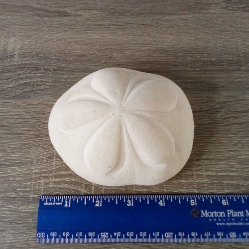 Large Sea Biscuit Sand Dollar Shell  4.5”x3.5"