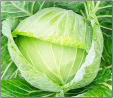 250 Golden Acre Cabbage Seeds for Planting Non GMO Heirloom Seeds Fresh Vegetabl