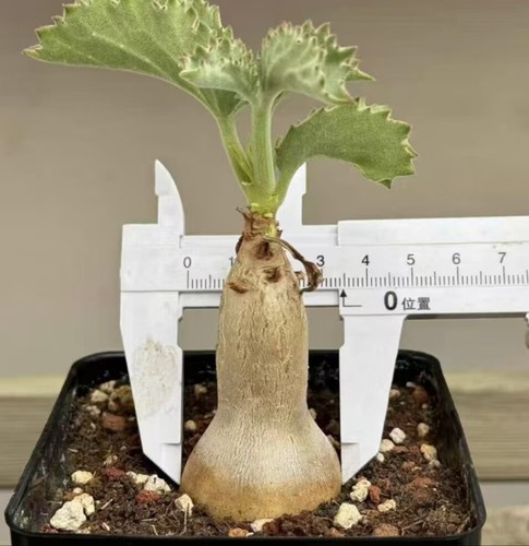 3CM+ Rare Plant SucculentLive Cyphostemma uter var.macropus Random Caudex - Imagen 2 de 9
