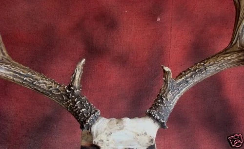 230" mule deer replica ,TAXIDERMY log cabin decor - Image 2 of 4