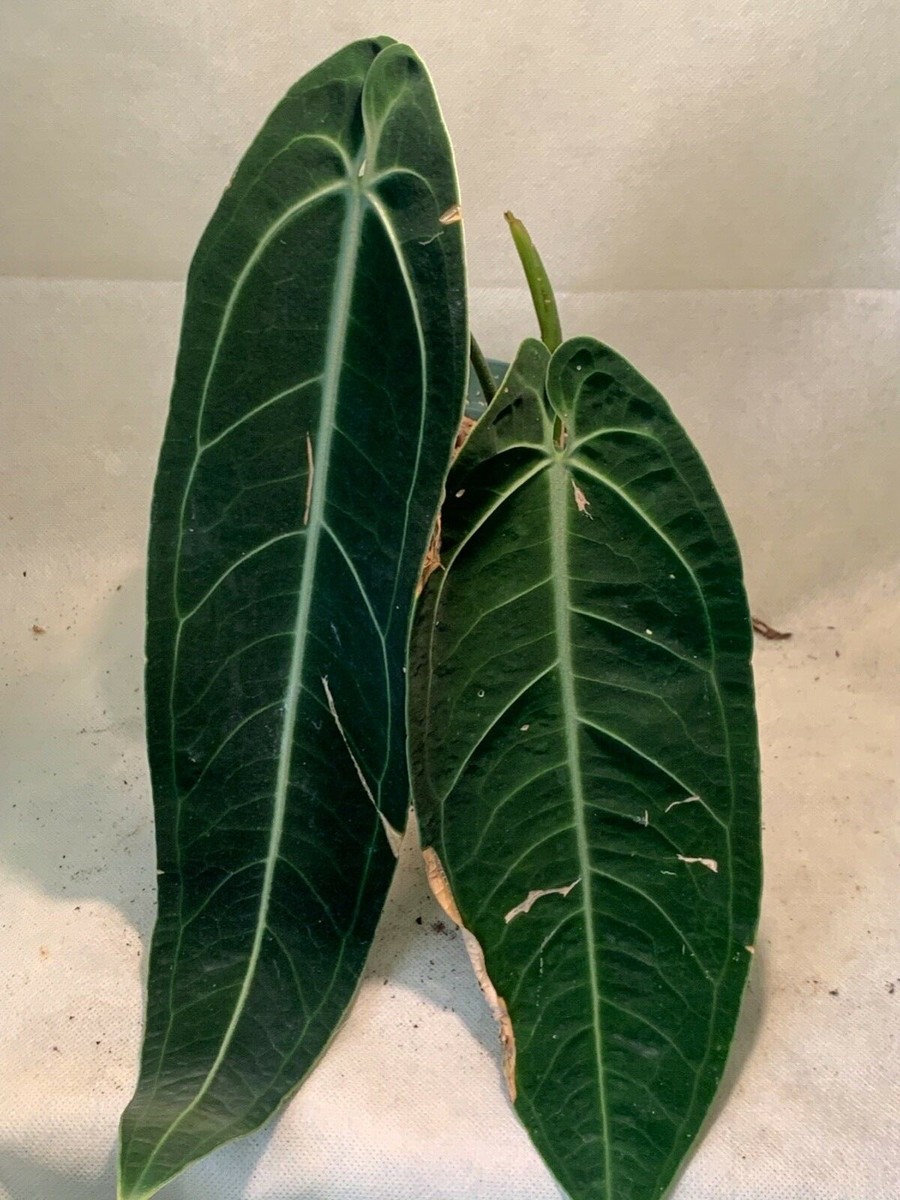 Anthurium Warocqueanum VERY RARE - QUEEN ANTHURIUM | eBay