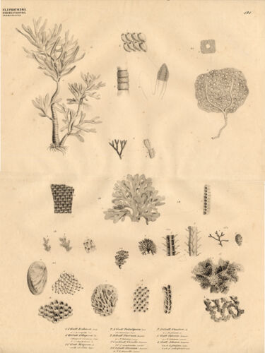 Antiker Druck-KORALLE-FLUSTRA-PHERUSA-Goldfuss-1824 - Bild 1 von 1