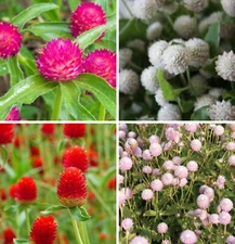 Gomphrena Variety: Carmine, Audray White, Strawberry Fields, Frosty Pink 