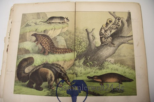 Naturgeschichte der Säugetiere Teil 1 J.F. Schreiber 1880 - Bild 9 von 12