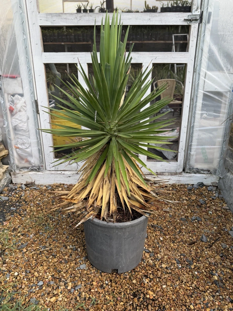 yucca products for sale | eBay