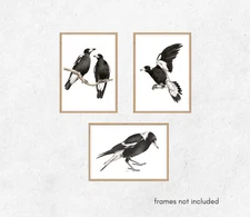Set of 3 Watercolour Magpie Prints - Australian Bird Artwork
