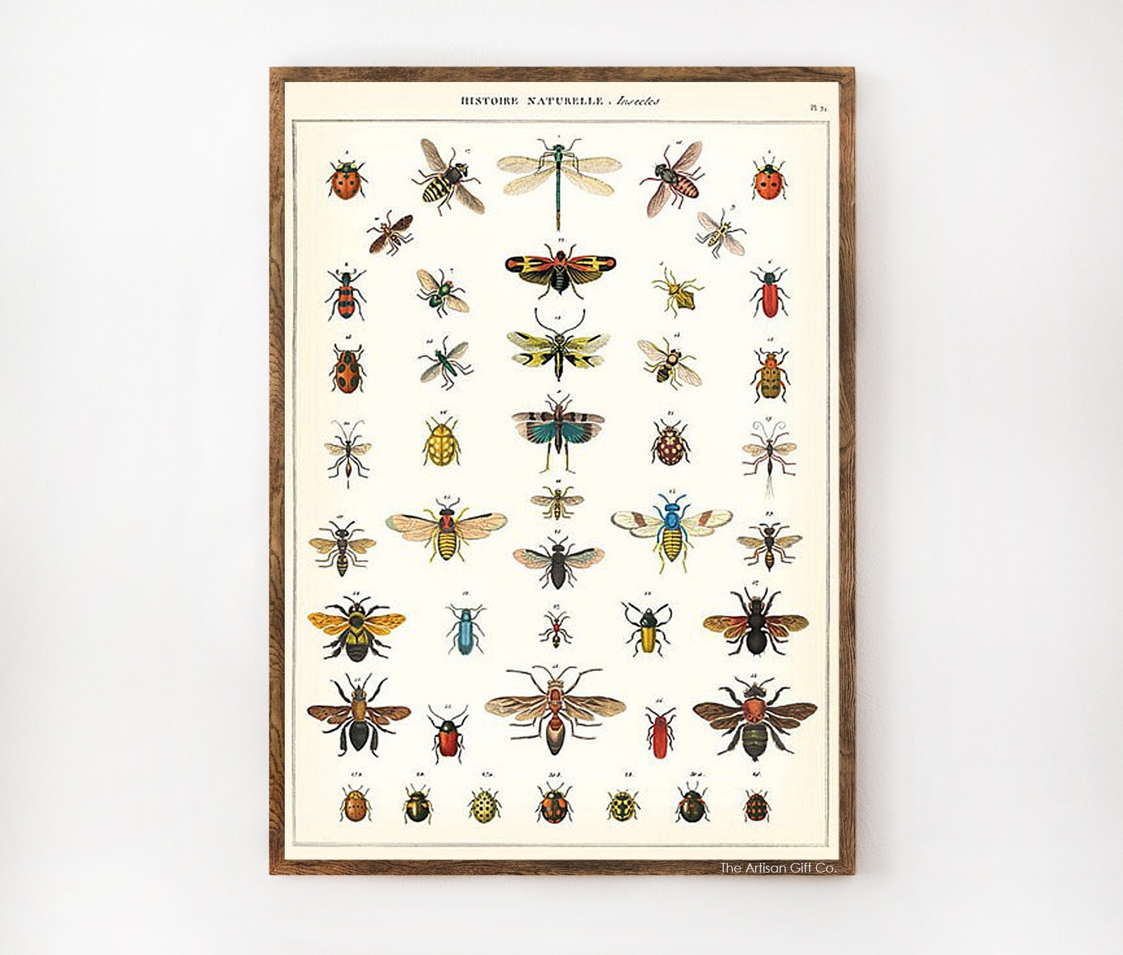 Cavallini & Co. Poster - Natural History Insects Vintage Wall Print