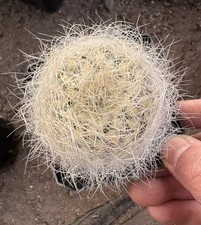 Prezzo di vendita 5,3 cm Eriosyce villosa radice propria WYSIWYG