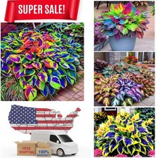 Hosta Seeds - 150 Rare Hosta with Variations - Perennial Plants