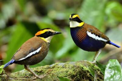 Wandbild: Sowohl männliche als auch weibliche Bandpitta auf demselben [...]