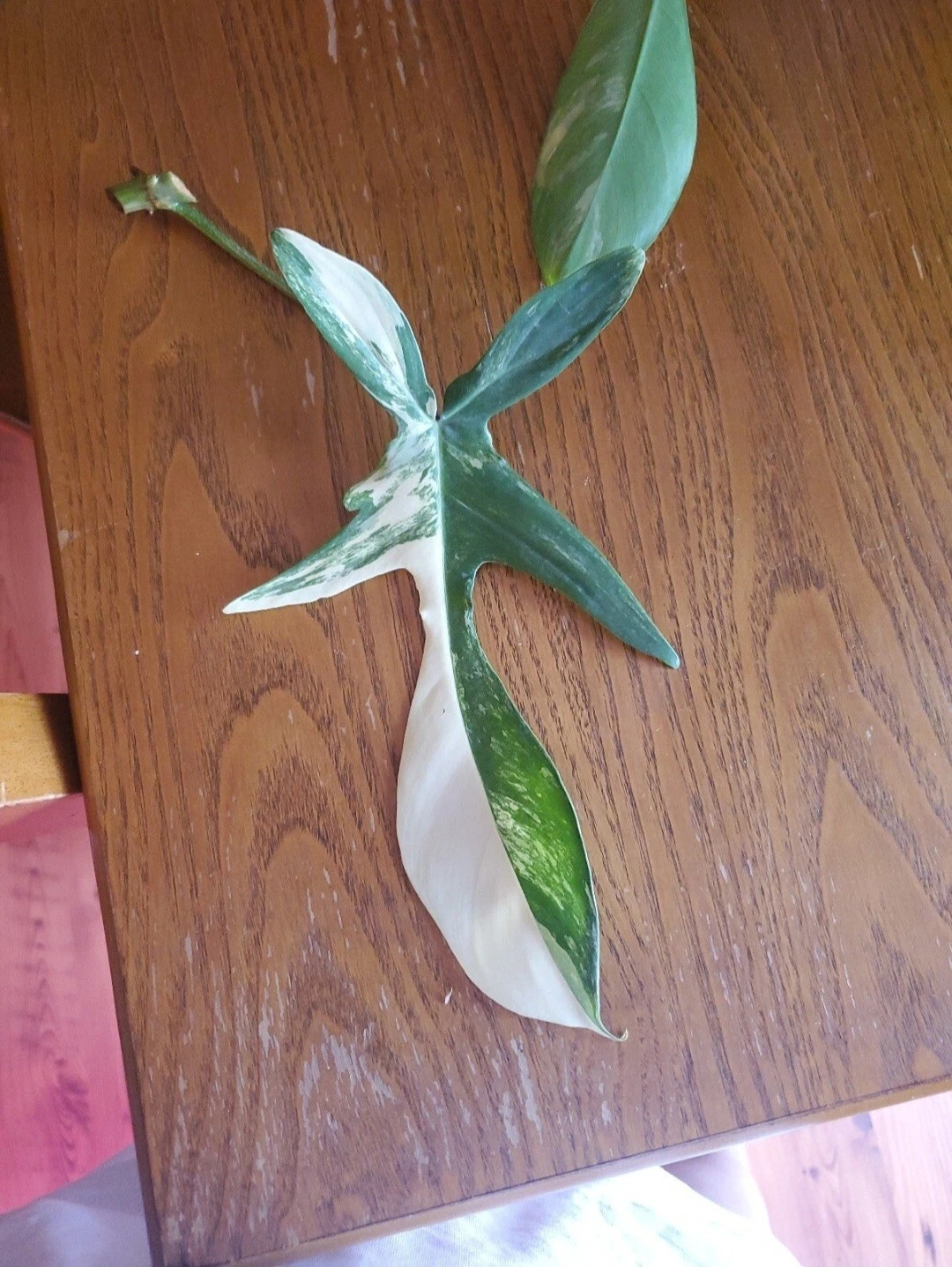 US Philodendron Florida Beauty Highly Variegated Mid Cutting With Light Roots