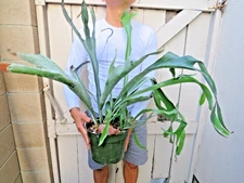 Platycerium bifurcatum Dutch Staghorn Fern Plant
