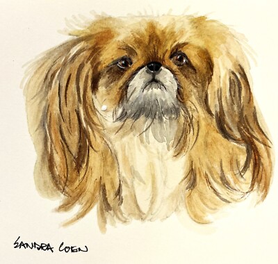 Pekingese Original Watercolor Painting By Sandra Coen Head Study