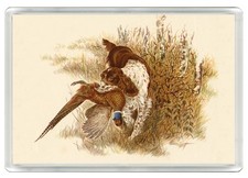 ENGLISH SPRINGER SPANIEL DOG FRIDGE MAGNET GREAT GIFT