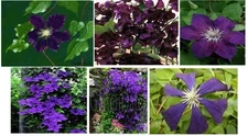 Clematis Vine * Dark Purple Velvet Color * Very Pretty Perennial Vine  25 Seeds