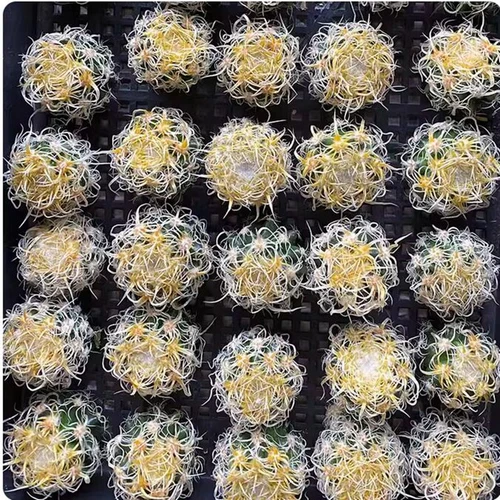 Cereus Pitajaya DC. Cactus Succulent Plant Garden beautiful Living Plant 4-7cm - Bild 3 von 7