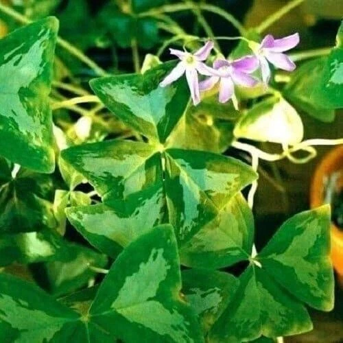 Oxalis Regnelli FANNY Trébol/Acedera de Madera (Bombilla/No Planta) - ¡Vendedor de EE. UU.! Foto 2 de 2