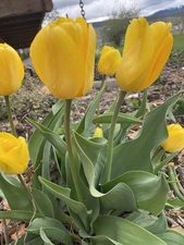20 Golden Yellow Tulips Bulbs ( Different Sizes Of Bulbs) Free Shipping