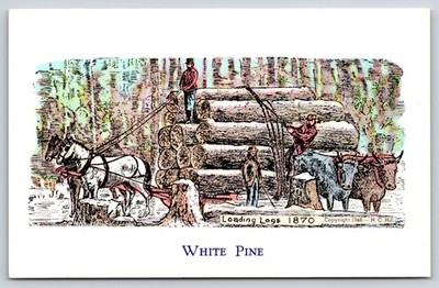 Sketches~White Pine Loading Logs Scene W/ Horses & Oxen Animals~Vintage Postcard