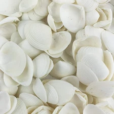 White Clam Cay Cay Sea Shells for Home Decorations, Party Wedding, DIY Crafts...