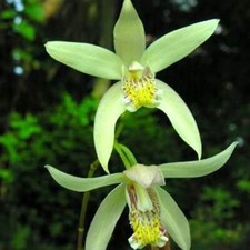 Bletilla striata 'Yellow' - gelbe Gartenorchidee Pflanze Winterhart