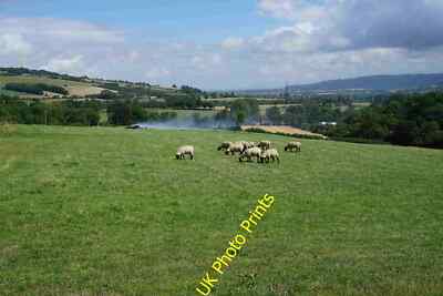 Photo 12x8 Sheep by Postlip Hall Farm Unperturbed by the bonfire behind. T c2015