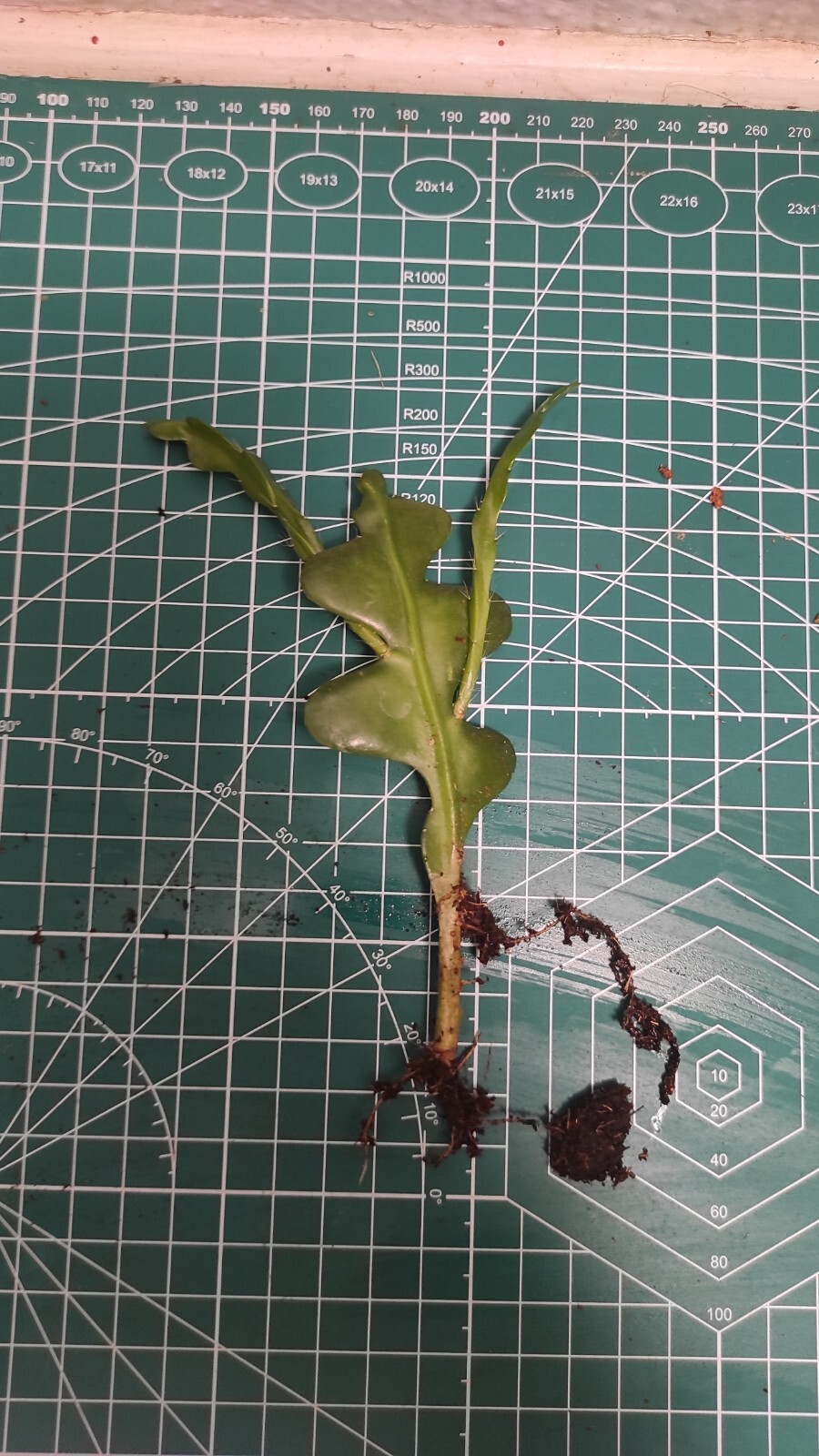 Picture 3 of 3