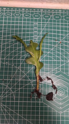 Single Epiphyllum Anguliger Large Fishbone Cactus Zig zag cactus Well Rooted - Picture 3 of 3