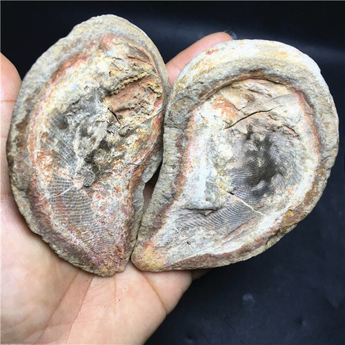 294g Rare Natural conch handwork carved ammonite fossil specimens G245 - Picture 7 of 8