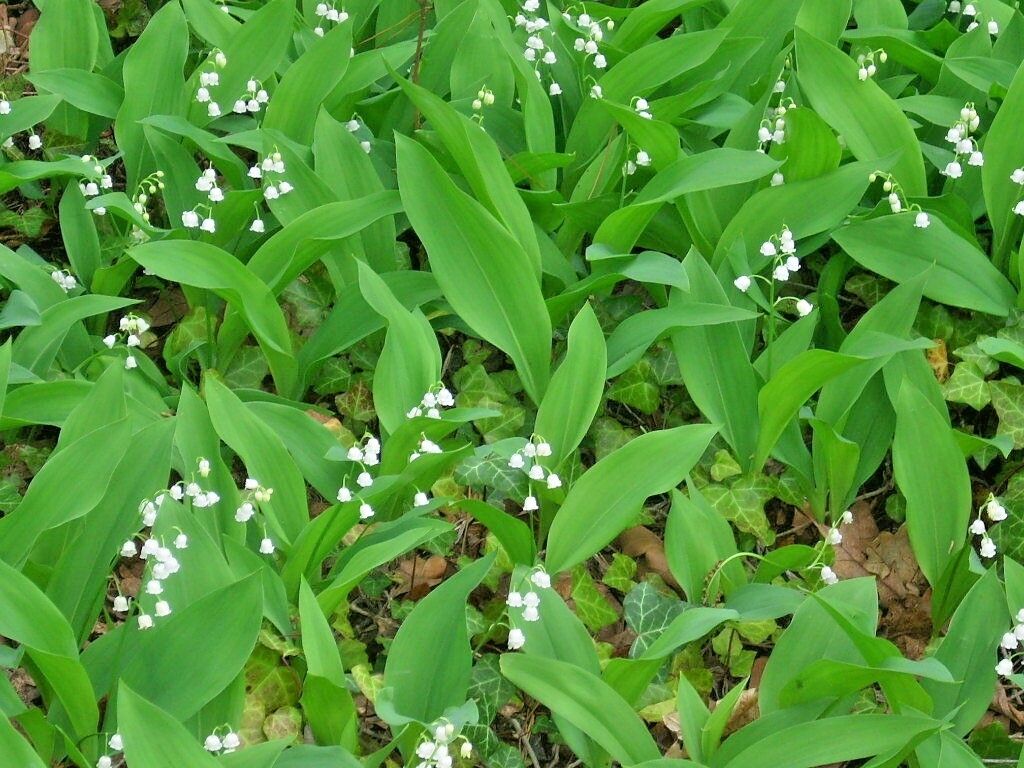 15 LILY OF THE VALLEY SEEDS - Convallaria majalis