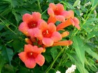 70 Hummingbird Trumpet Creeper Vine Campsis Radicans Flower Seeds