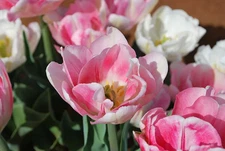 30 Foxtrot Double Early Tulips Bulbs