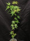 Acer Palmatum 'Arakawa' Rough Bark Japanese Maple Tree 24 Inches Tall