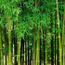 Giant Bamboo Seeds for Planting - Quick Growth and Winter Hardy (200 Seeds)