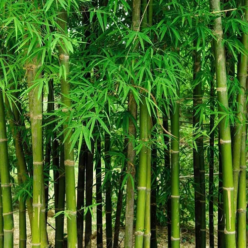 Giant Bamboo Seeds for Planting - Quick Growth and Winter Hardy (200 Seeds)