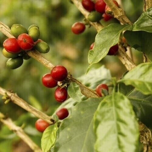 Lacas Coffee Company 4 unidades Colombian Supremo Medio Fino 12 oz. - Imagen 4 de 6