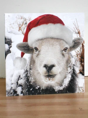 CANCER RESEARCH UK Winter Sheep ~ Pack of 10 Top Quality Charity Christmas cards ~ Free p&p