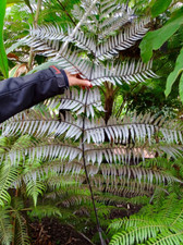 Cyathea dealbata | 9cm potted plant | Tree fern