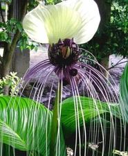 Tacca chantrieri White | Nivea | White Bat Flower | Bat Head Lily | 20_Seeds