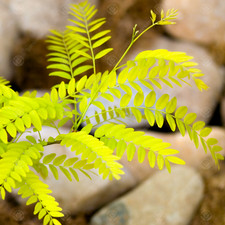 Gleditsia triacanthos Sunburst | Golden Honey Locust | Garden Tree