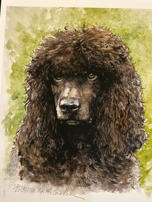 Irish Water Spaniel 8 x 10 print by Van Loan signed